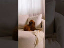 Sillón Vitor
